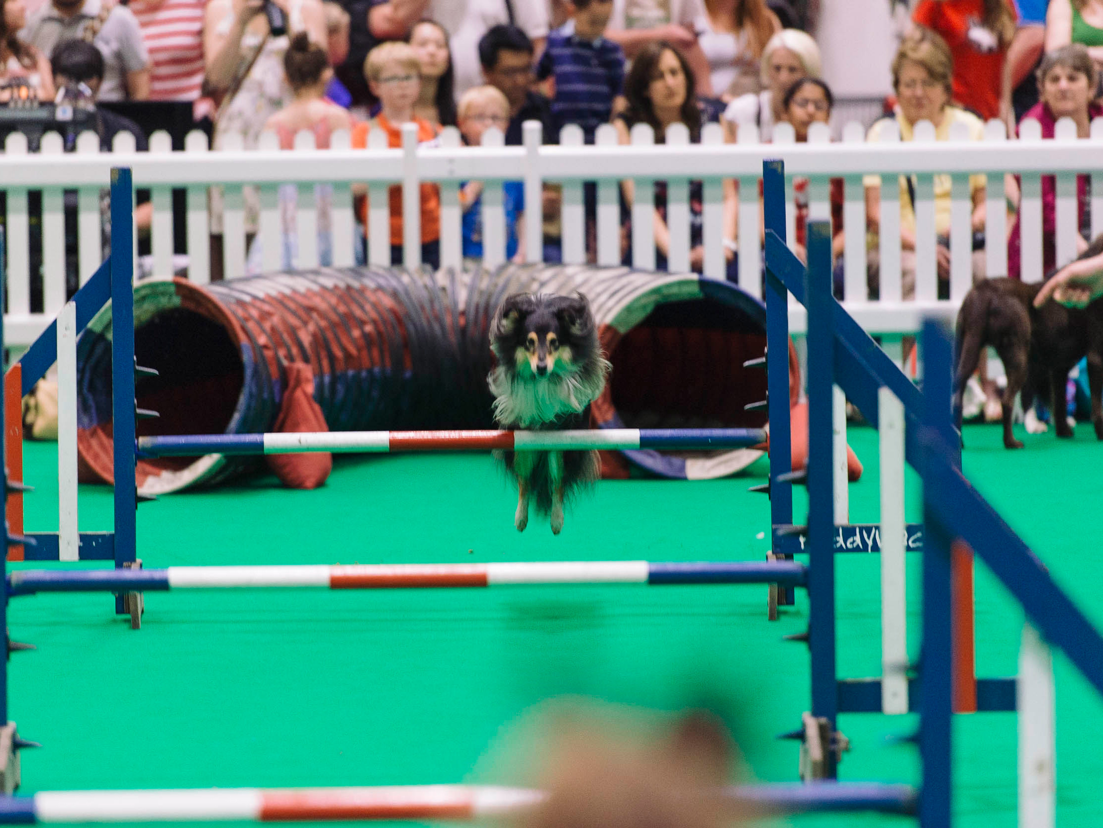 THE NATIONAL PET SHOW BIRMINGHAM 2016