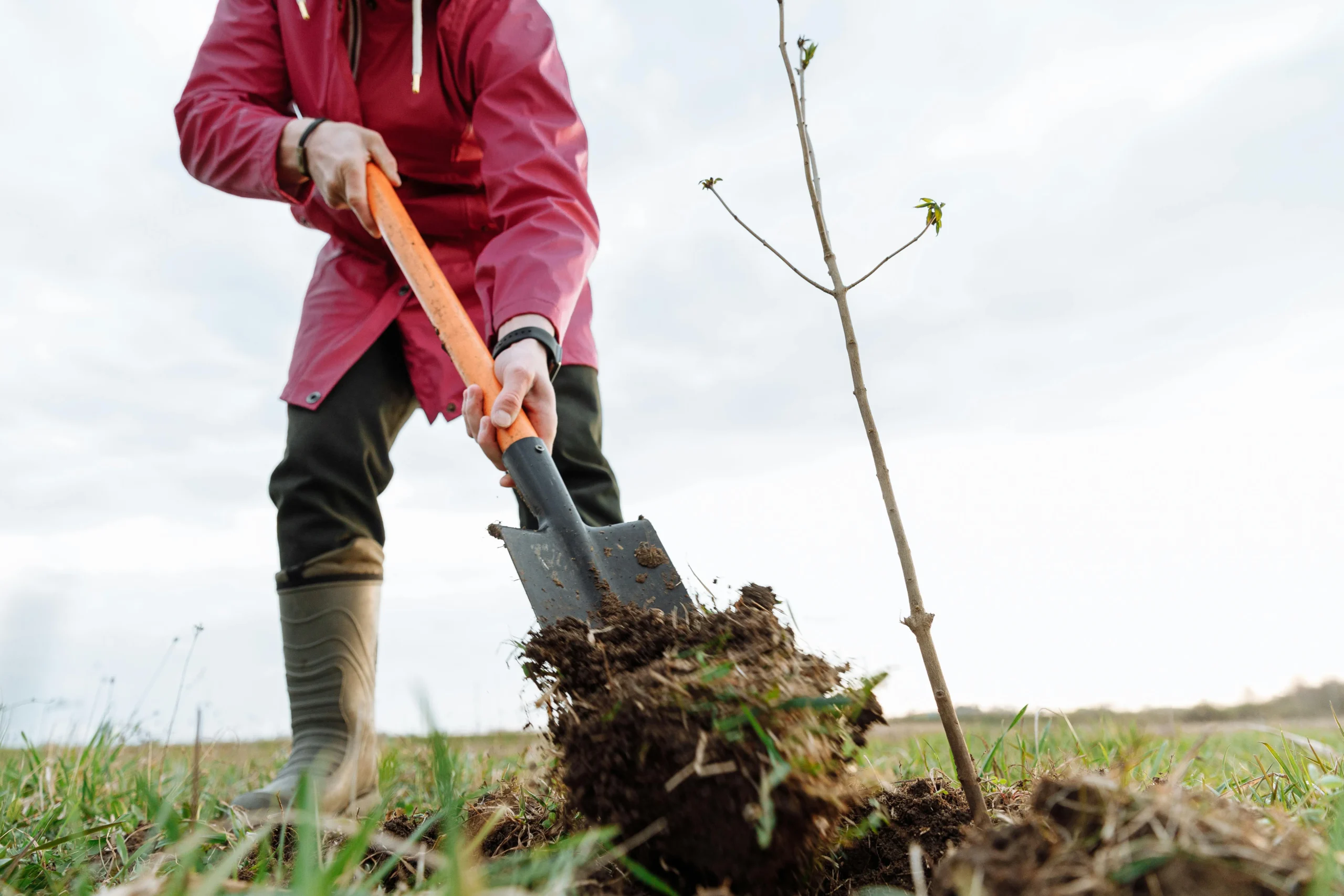 AEV will plant a tree in the Global South for each attendee at its annual conference