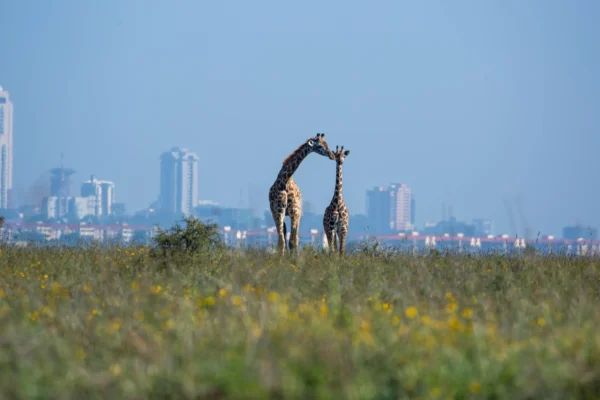 nairobi skyline with giraffe in foreground